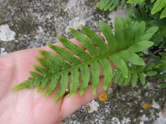 Polypodium cambricum