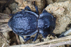 Microschatia inaequalis