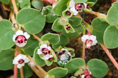 Euphorbia polycarpa polycarpa