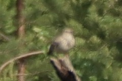 Lullula arborea