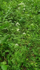 Valeriana officinalis