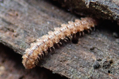 Harpogonopus confluentus