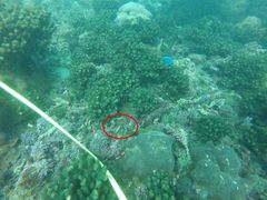 Halichoeres dispilus