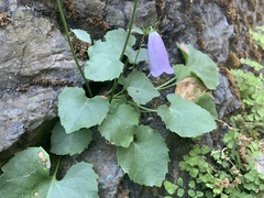 Campanula samothracica