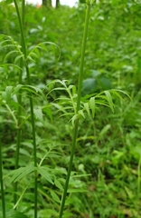 Valeriana officinalis