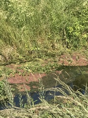 Azolla filiculoides