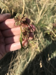 Azolla filiculoides