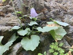 Campanula samothracica
