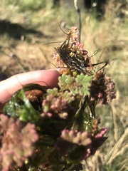 Azolla filiculoides
