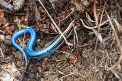 Plestiodon skiltonianus interparietalis