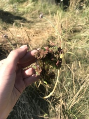 Azolla filiculoides