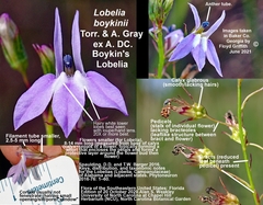 Lobelia boykinii