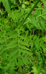 Valeriana officinalis