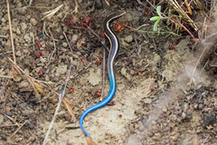 Plestiodon skiltonianus interparietalis