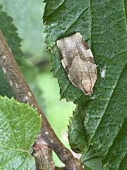 Choristoneura hebenstreitella