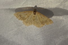 Digrammia muscariata