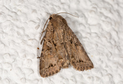 Apterogenum ypsillon