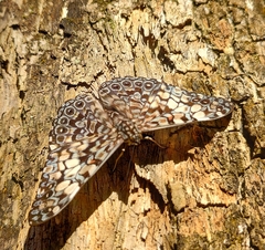 Hamadryas fornax