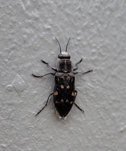 photo of Charcoal Beetle (Melanophila consputa)