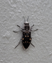 Melanophila consputa