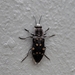 photo of Charcoal Beetle (Melanophila consputa)