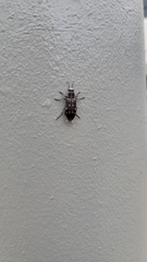Melanophila consputa