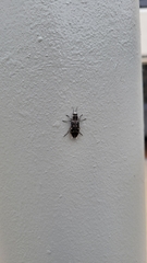 Melanophila consputa