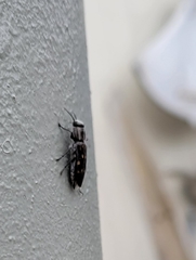 Melanophila consputa