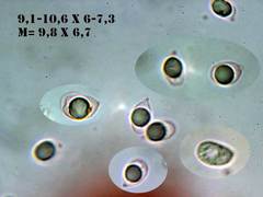 Mycena rubromarginata