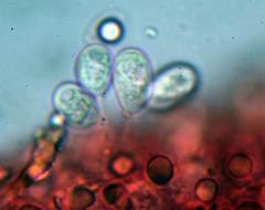 Mycena rubromarginata