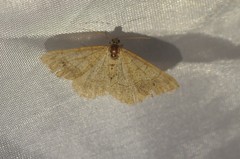 Digrammia muscariata