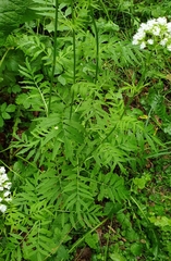 Valeriana officinalis