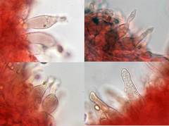 Mycena rubromarginata