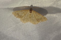 Digrammia muscariata