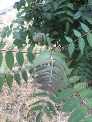 Ailanthus altissima