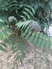 Ailanthus altissima