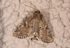 Apterogenum ypsillon