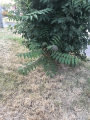 Ailanthus altissima