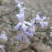 Westringia eremicola - Photo (c) Nathan Johnson, μερικά δικαιώματα διατηρούνται (CC BY-NC-SA)
