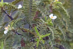 Chamaebatia australis