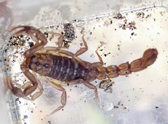 Serradigitus gertschi