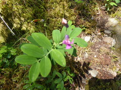 Lathyrus linifolius montanus