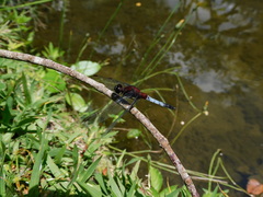 Erythrodiplax abjecta