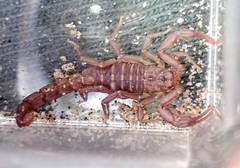 Serradigitus gertschi