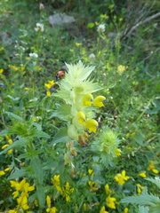 Rhinanthus alectorolophus