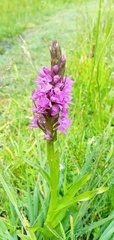 Dactylorhiza praetermissa
