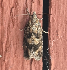 Zeiraphera improbana