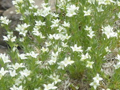 Galium pyrenaicum