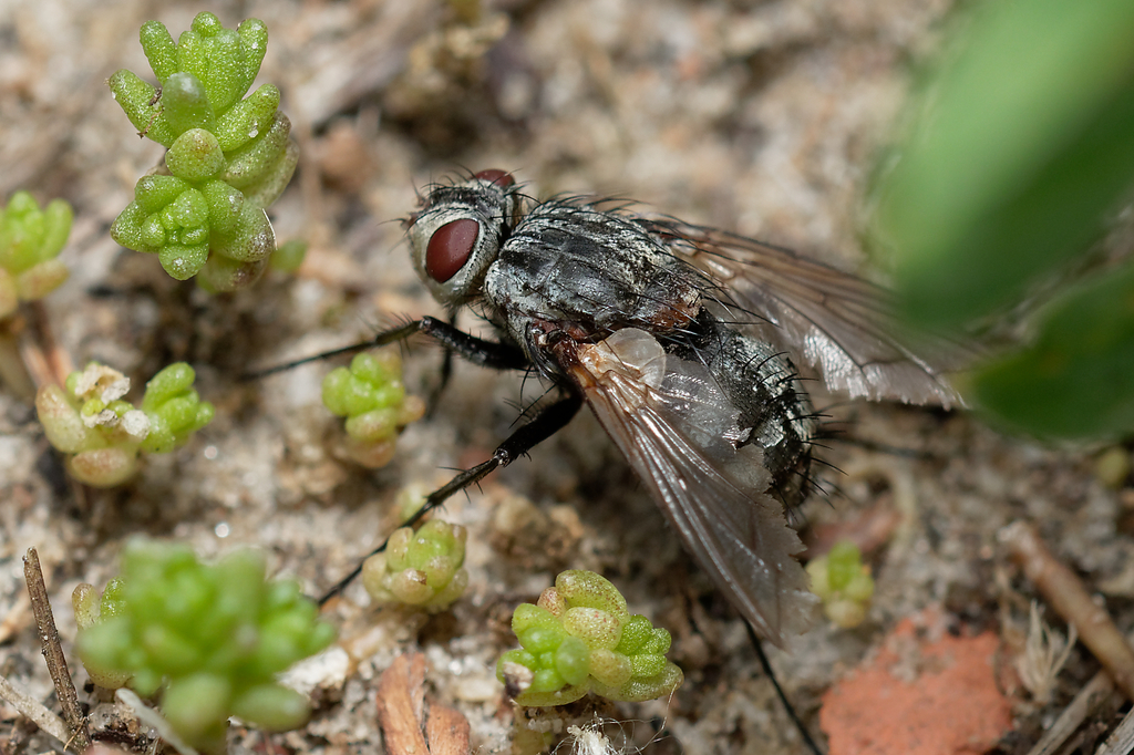 Estheria petiolata