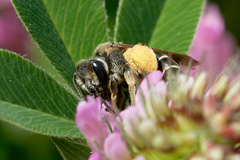 Taeniandrena